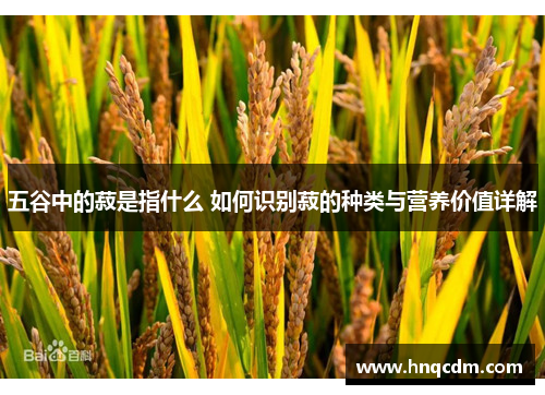 五谷中的菽是指什么 如何识别菽的种类与营养价值详解 五谷中的菽是指什么 如何识别菽的种类与营养价值详解